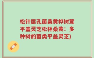松针层孔菌桑黄桦树茸平盖灵芝松林桑黄：多种树的菌类平盖灵芝)