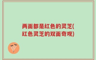 两面都是红色的灵芝(红色灵芝的双面奇观)