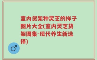 室内货架种灵芝的样子图片大全(室内灵芝货架图集-现代养生新选择)