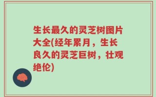 生长最久的灵芝树图片大全(经年累月，生长良久的灵芝巨树，壮观绝伦)