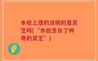 木桩上涨的没柄的是灵芝吗(“木桩生长了神奇的灵芝”)