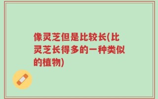 像灵芝但是比较长(比灵芝长得多的一种类似的植物)