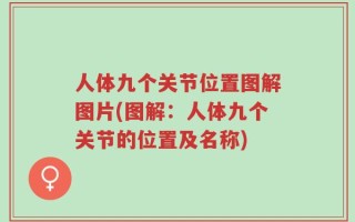 人体九个关节位置图解图片(图解：人体九个关节的位置及名称)