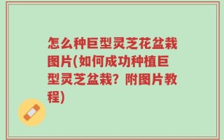 怎么种巨型灵芝花盆栽图片(如何成功种植巨型灵芝盆栽？附图片教程)