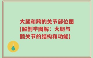 大腿和跨的关节部位图(解剖学图解：大腿与髋关节的结构和功能)