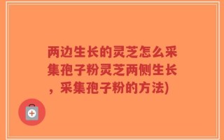 两边生长的灵芝怎么采集孢子粉灵芝两侧生长，采集孢子粉的方法)