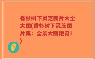 香杉树下灵芝图片大全大图(香杉树下灵芝图片集：全景大图饱览！)
