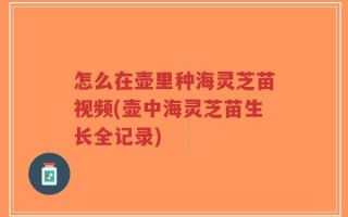 怎么在壶里种海灵芝苗视频(壶中海灵芝苗生长全记录)