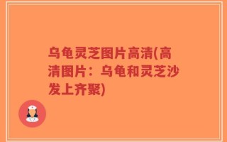 乌龟灵芝图片高清(高清图片：乌龟和灵芝沙发上齐聚)