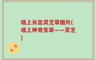 墙上长出灵芝草图片(墙上神奇生草——灵芝)