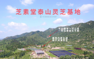 灵芝孢子粉油作用好吗？和灵芝孢子粉作用哪个好？