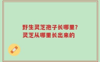 野生灵芝孢子长哪里？灵芝从哪里长出来的