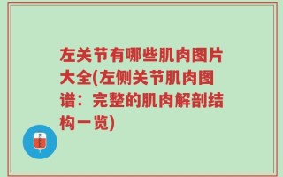 左关节有哪些肌肉图片大全(左侧关节肌肉图谱：完整的肌肉解剖结构一览)