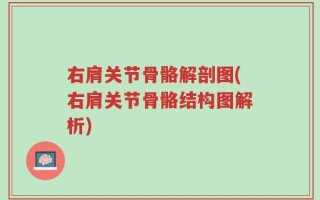右肩关节骨骼解剖图(右肩关节骨骼结构图解析)