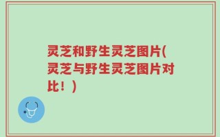 灵芝和野生灵芝图片(灵芝与野生灵芝图片对比！)