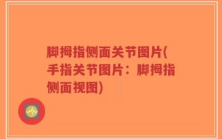 脚拇指侧面关节图片(手指关节图片：脚拇指侧面视图)