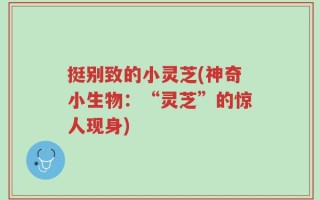 挺别致的小灵芝(神奇小生物：“灵芝”的惊人现身)