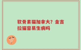 软骨素猫加拿大？金吉拉猫容易生病吗