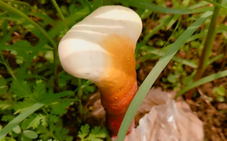 灵芝怎么样？会有副作用吗？