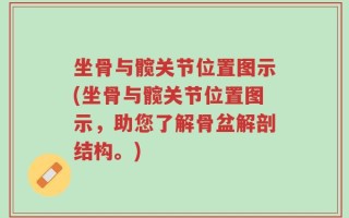 坐骨与髋关节位置图示(坐骨与髋关节位置图示，助您了解骨盆解剖结构。)