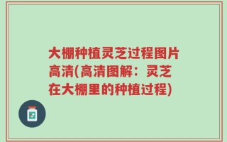 大棚种植灵芝过程图片高清(高清图解：灵芝在大棚里的种植过程)