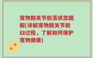 宠物髋关节脱落状态图解(详解宠物髋关节脱臼过程，了解如何保护宠物健康)