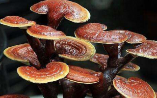灵芝粉和灵芝孢子粉我们应该买哪个？