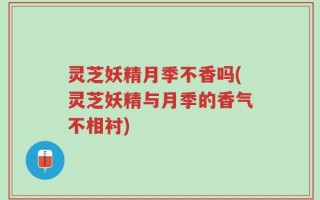灵芝妖精月季不香吗(灵芝妖精与月季的香气不相衬)