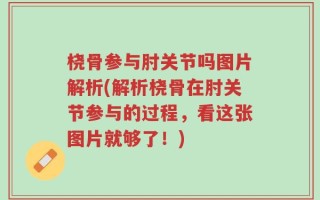 桡骨参与肘关节吗图片解析(解析桡骨在肘关节参与的过程，看这张图片就够了！)