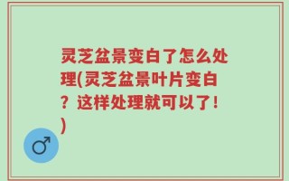 灵芝盆景变白了怎么处理(灵芝盆景叶片变白？这样处理就可以了！)