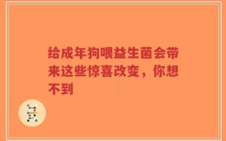 给成年狗喂益生菌会带来这些惊喜改变，你想不到