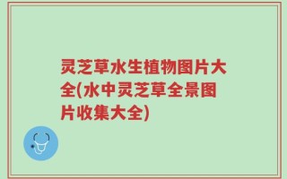 灵芝草水生植物图片大全(水中灵芝草全景图片收集大全)
