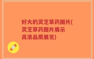 好大的灵芝草药图片(灵芝草药图片展示  高清品质展览)