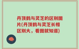 丹顶鹤与灵芝的区别图片(丹顶鹤与灵芝长相区别大，看图就知道)