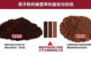 破壁灵芝孢子粉是什么意思？比一般的灵芝孢子粉好在哪？