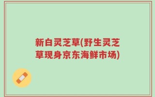 新白灵芝草(野生灵芝草现身京东海鲜市场)