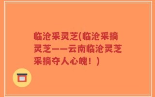 临沧采灵芝(临沧采摘灵芝——云南临沧灵芝采摘夺人心魄！)