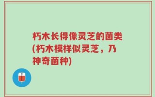 朽木长得像灵芝的菌类(朽木模样似灵芝，乃神奇菌种)