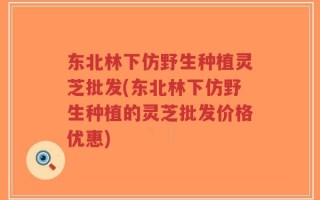 东北林下仿野生种植灵芝批发(东北林下仿野生种植的灵芝批发价格优惠)