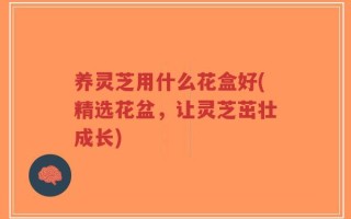 养灵芝用什么花盒好(精选花盆，让灵芝茁壮成长)