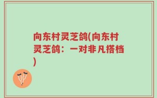向东村灵芝鸽(向东村灵芝鸽：一对非凡搭档)