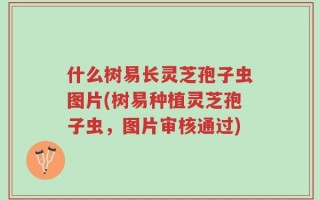 什么树易长灵芝孢子虫图片(树易种植灵芝孢子虫，图片审核通过)