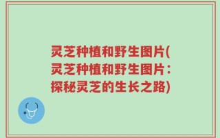 灵芝种植和野生图片(灵芝种植和野生图片：探秘灵芝的生长之路)