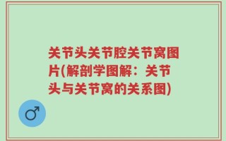 关节头关节腔关节窝图片(解剖学图解：关节头与关节窝的关系图)