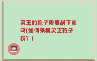 灵芝的孢子粉要刮下来吗(如何采集灵芝孢子粉？)