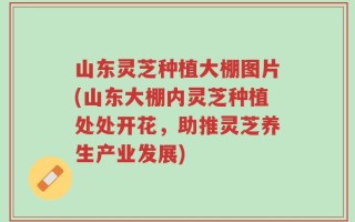 山东灵芝种植大棚图片(山东大棚内灵芝种植处处开花，助推灵芝养生产业发展)