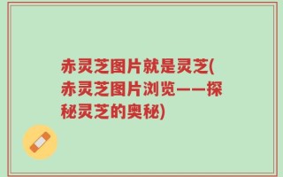 赤灵芝图片就是灵芝(赤灵芝图片浏览——探秘灵芝的奥秘)