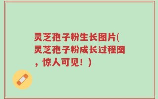 灵芝孢子粉生长图片(灵芝孢子粉成长过程图，惊人可见！)
