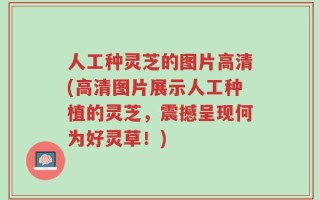 人工种灵芝的图片高清(高清图片展示人工种植的灵芝，震撼呈现何为好灵草！)