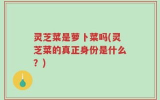 灵芝菜是萝卜菜吗(灵芝菜的真正身份是什么？)